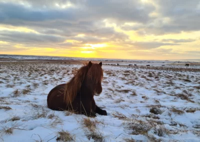 Winter Wonderland Horseback Riding Adventure (3)