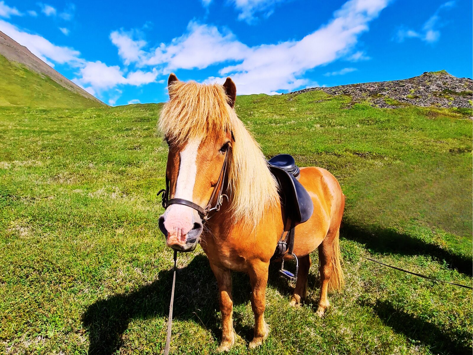 For our youngest horse-lovers