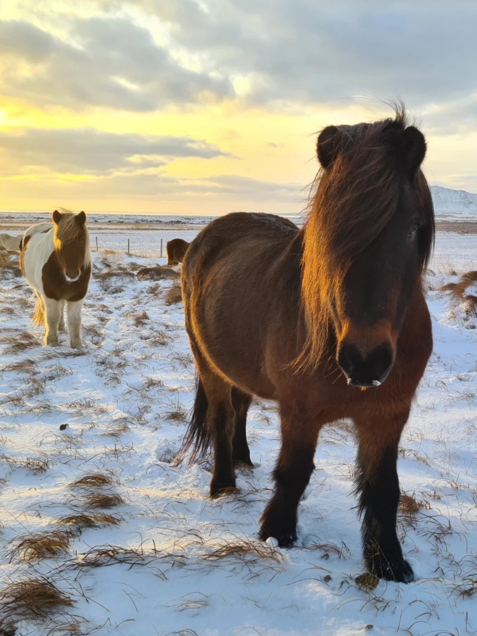 Stóri Kambur Winter Retreat horses in snow