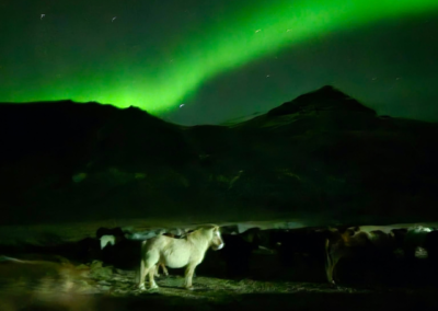 Winter Retreat Stori Kambur horse in Northern Lightshorse in Northern Lights