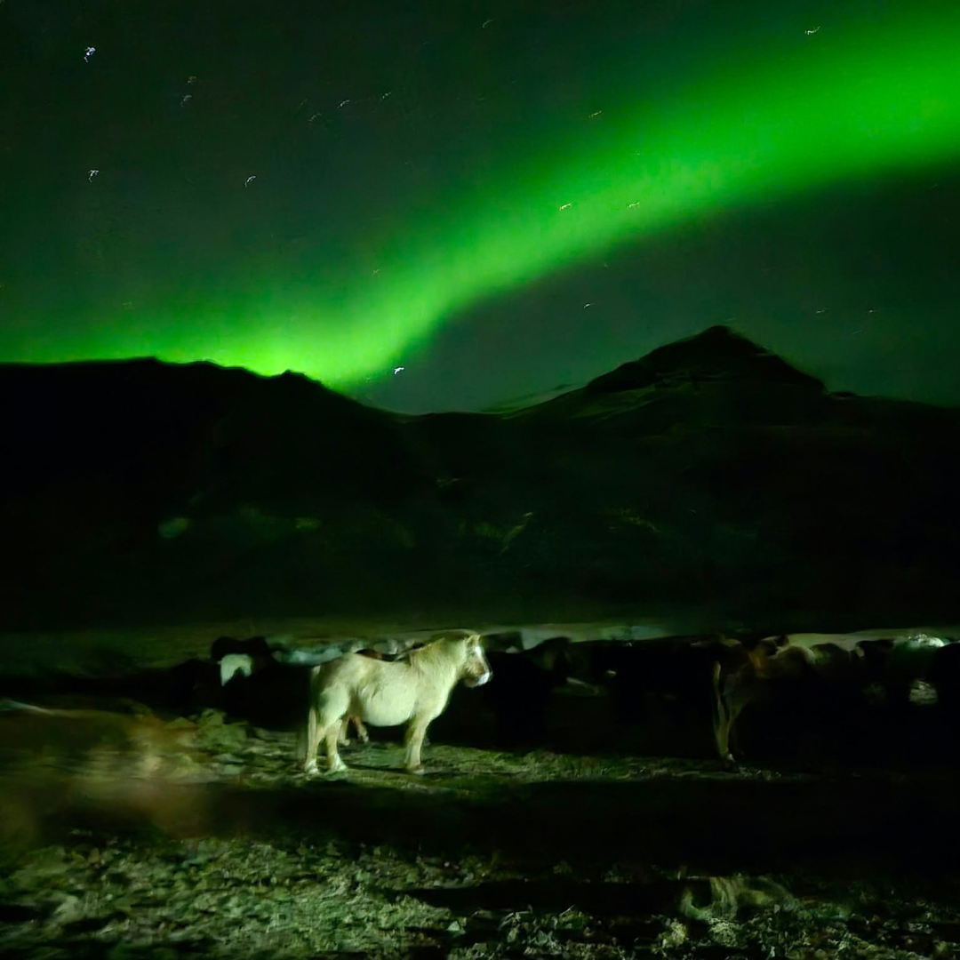 Winter Retreat Stori Kambur horse in Northern Lightshorse in Northern Lights