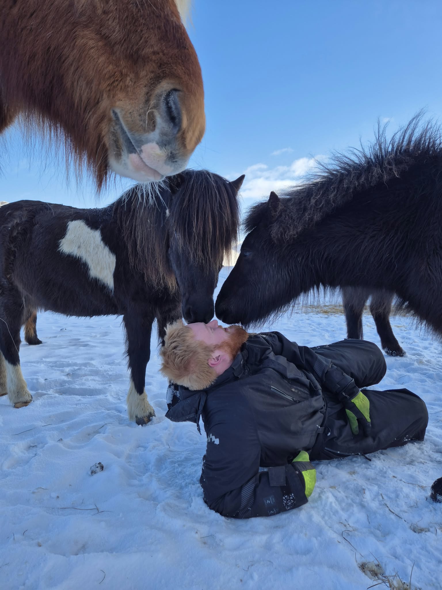 Winter Retreat Stori Kambur Curious horses