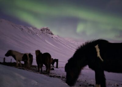 Winter Retreat Stori Kambur Horses in the Northern Lights