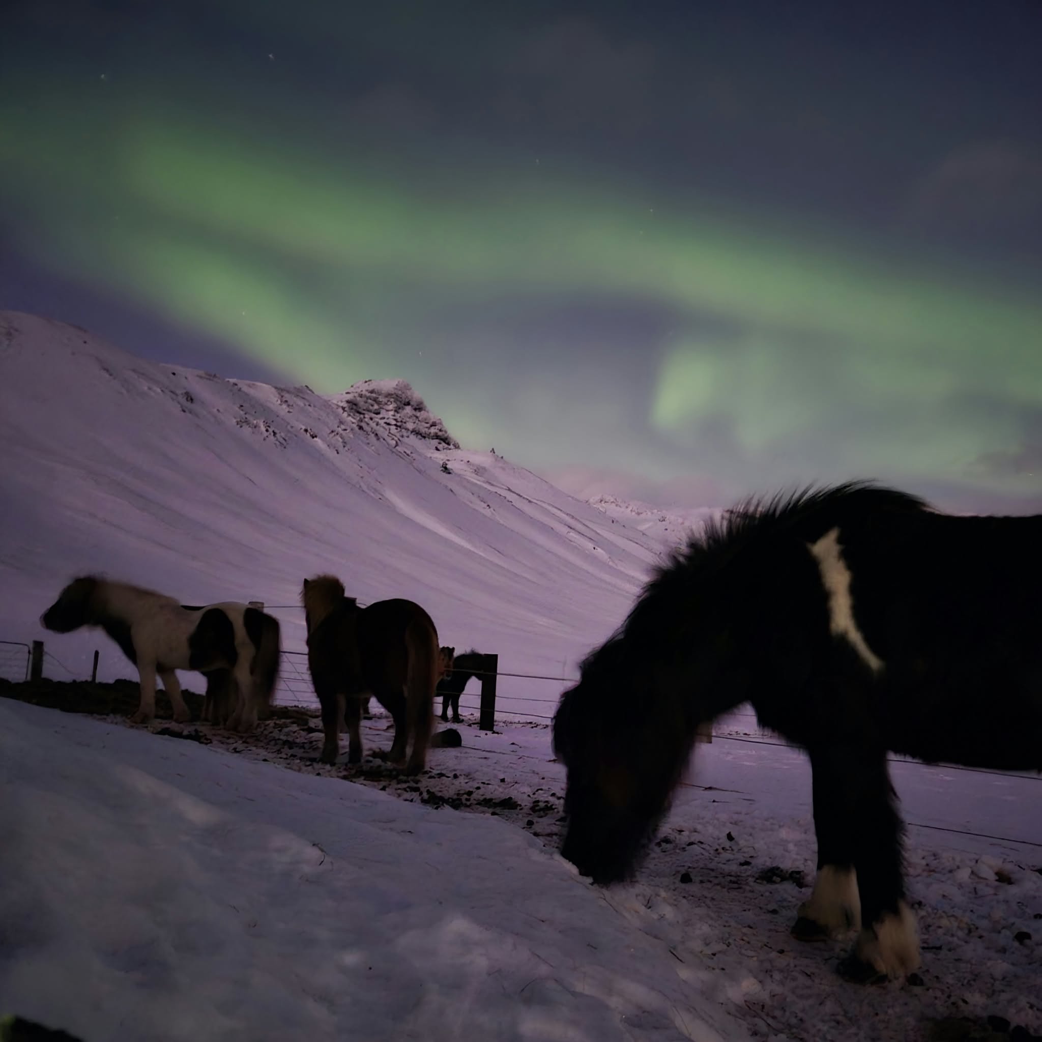 Winter Retreat Stori Kambur Horses in the Northern Lights
