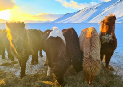 Winter Retreat Stori Kambur Horese feeding in the snow